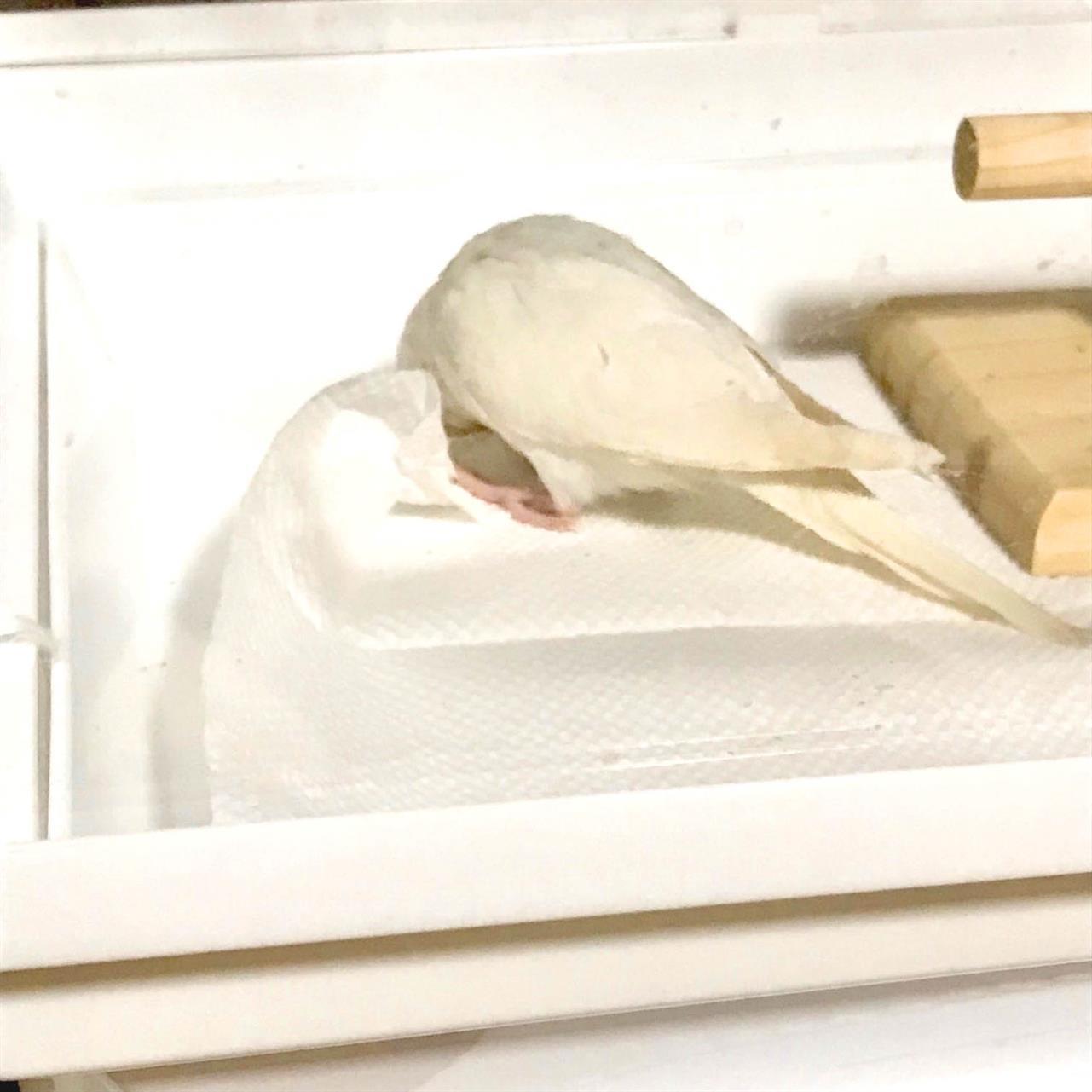 あ～そ～ぼ～！