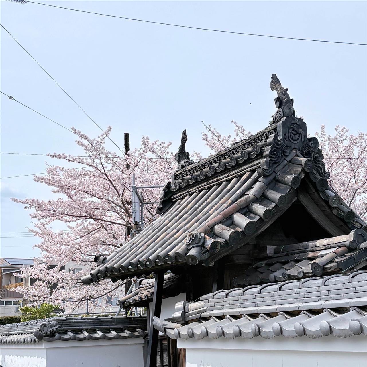 善光寺さんの桜