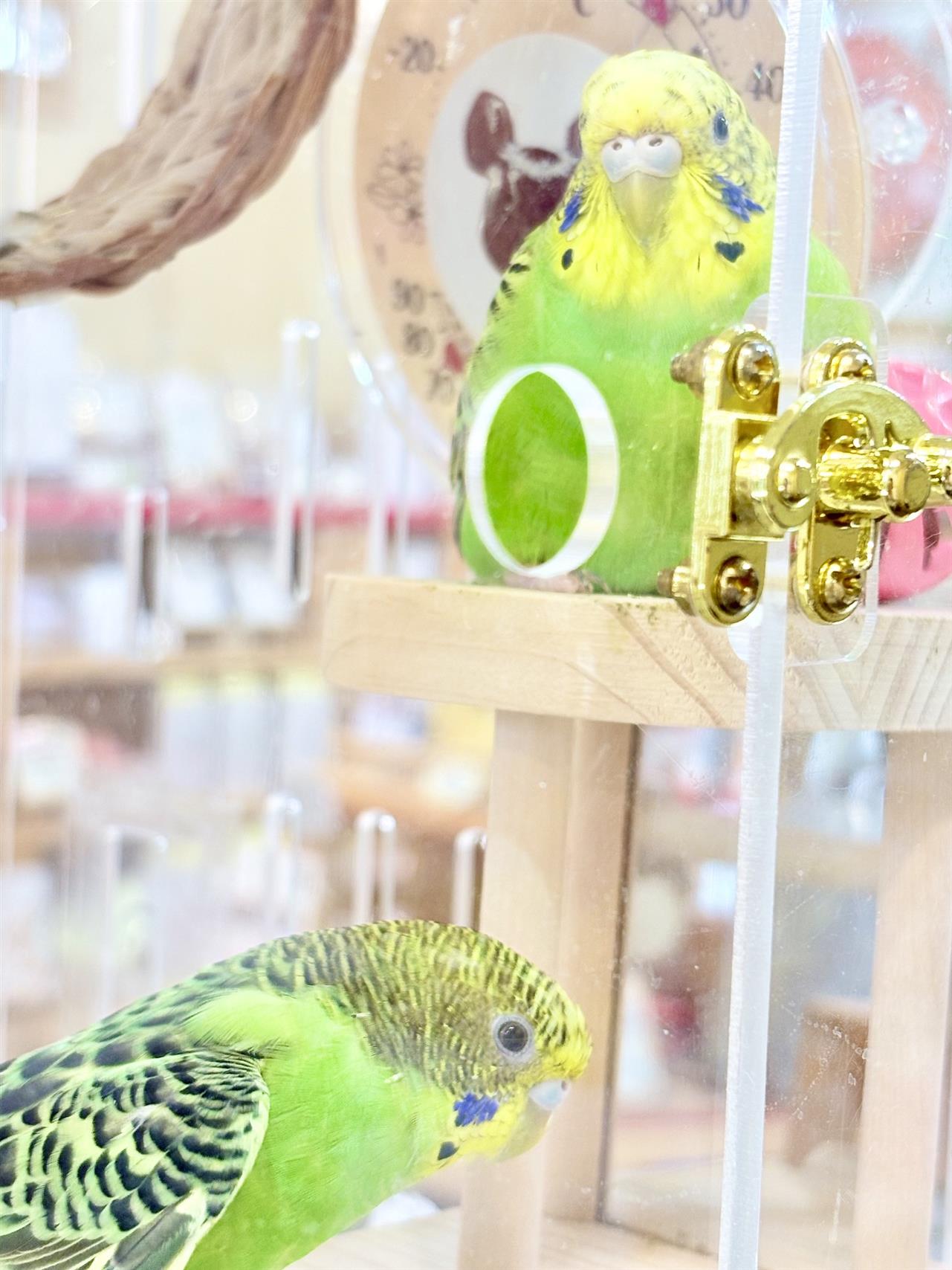 我が家の幸せの鳥♪