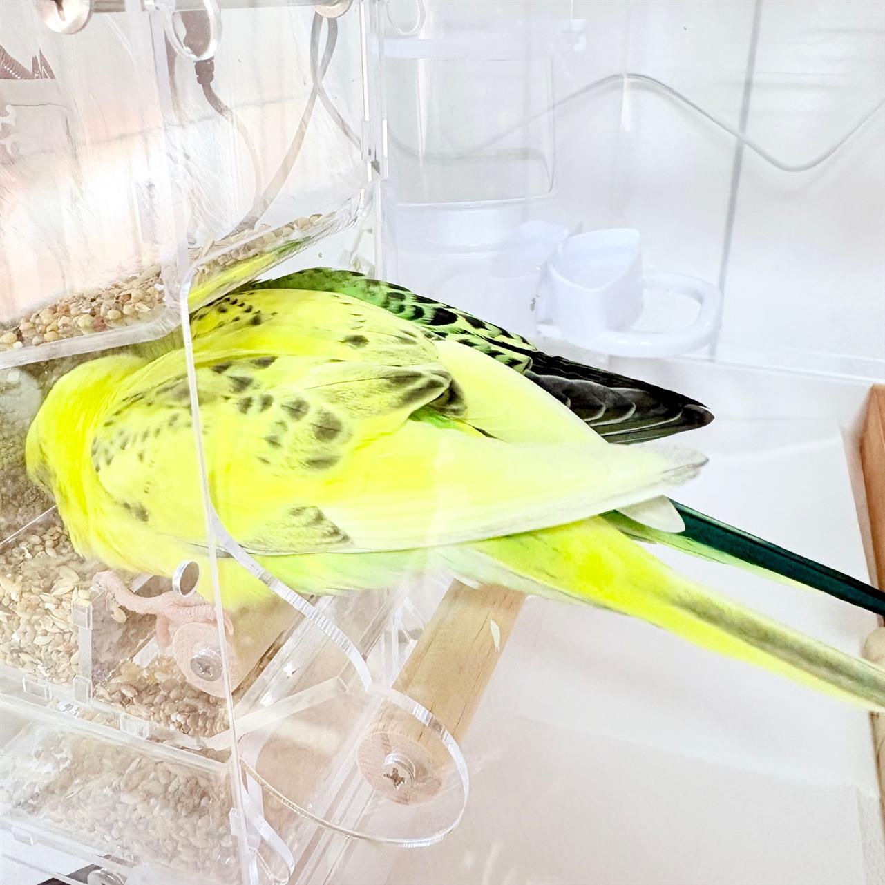 お久しぶり出勤。