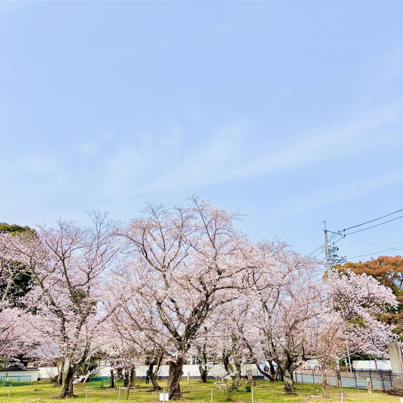 伊勢の桜の名所旧豊宮崎文庫のオヤネザクラ