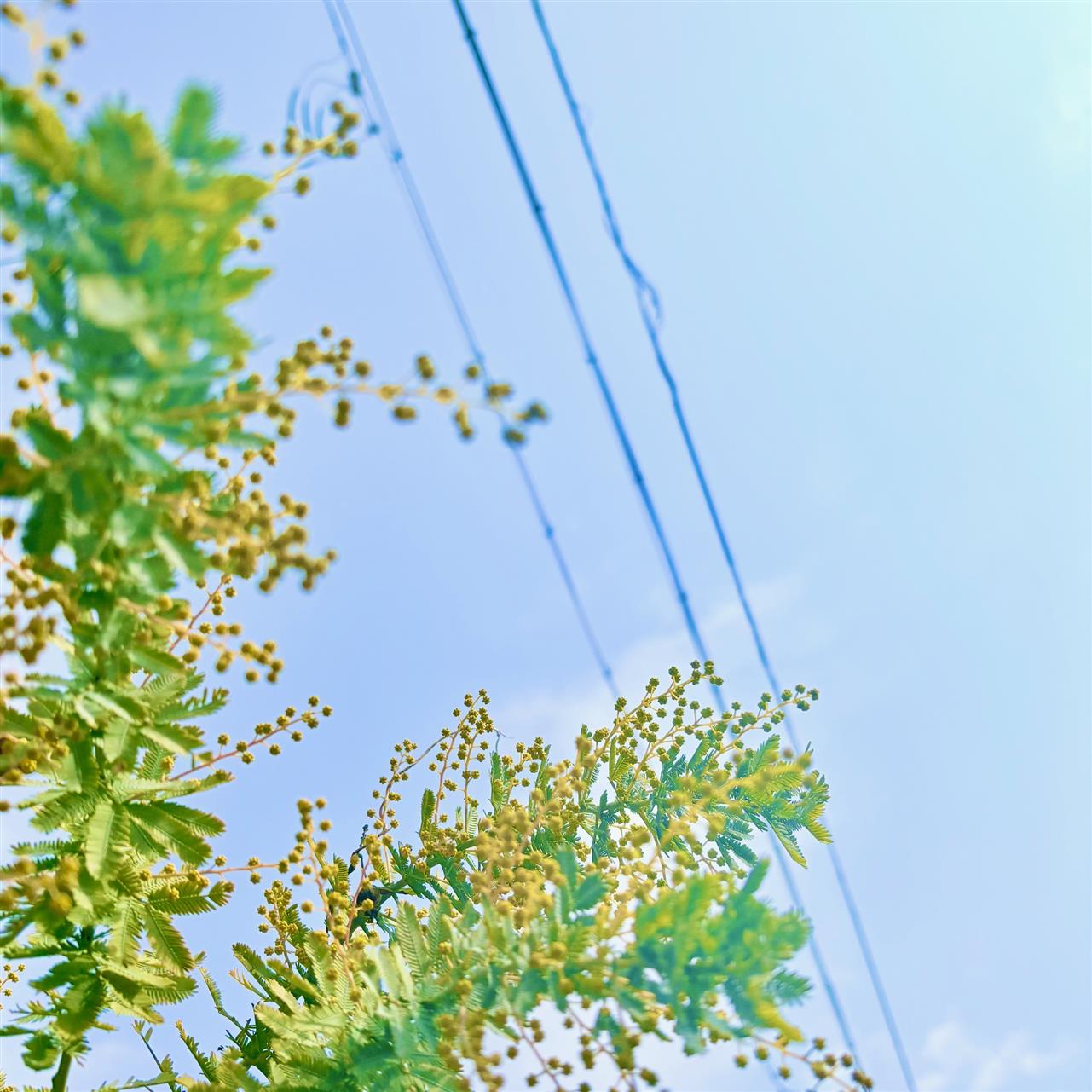 いろんな春のお祝いに。