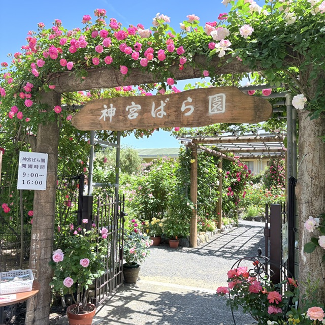 神宮ばら園「春の神宮バラ展」